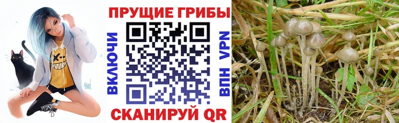 Купить где Верхотурье Галлюциногенные грибы прущие грибы